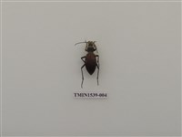 藏品(擬天牛科)的圖片